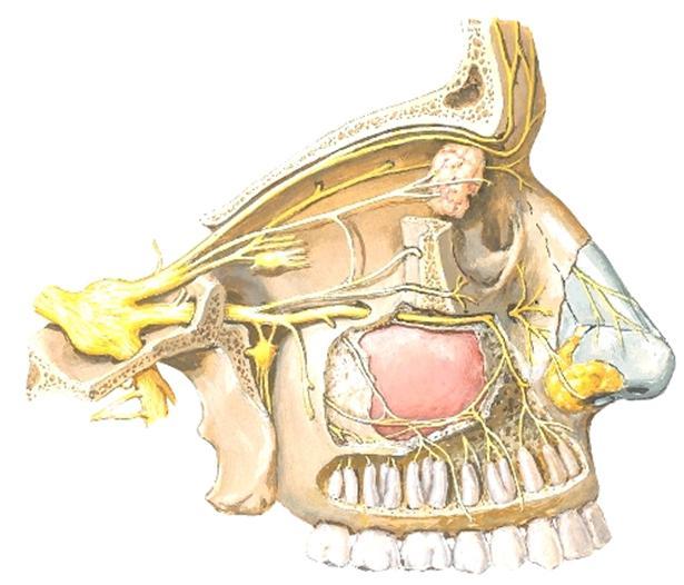 dentis/pulparis, pulpa), - sementti (cement, caementum), juurikalvo (rothinna, periosteum alveolare, periodontal membrane) - juuren kärjessä foramen apicale, josta verisuonitus ja hermotus saapuvat