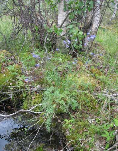 Kuva 8. Kellosinilatva. Maatalousmaan osuus on Pajalan kunnassa suuri ottaen huomioon sen pohjoinen sijainti.