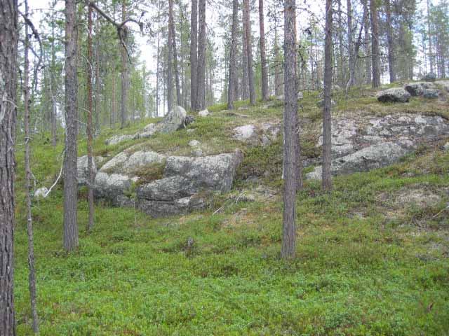 Kuva 4. Kuivahkoa kangasmetsää Nulusniemen kallioalueella. Muonio. Tuoreiden kankaiden (seinäsammal-mustikkatyyppi HMT) pääpuulajina Peräpohjolan vyöhykkeessä on luontaisesti kuusi, joskus mänty.