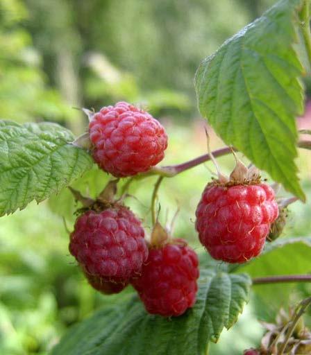 RASPBERRY Rubus idaeus VADELMA Distinguishing characteristics The raspberry is a shrub reaching 50 150 cm in height. Its stems are biennial and prickly, erect or arching.
