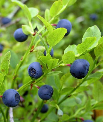 BILBERRY Vaccinium myrtillus MUSTIKKA Distinguishing characteristics The bilberry is a perennial, 10 30 cm tall shrub with angular, green branches.