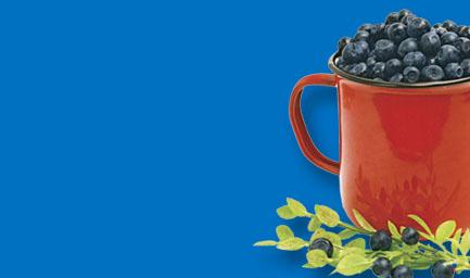 Pink, bell-shaped flowers grow in the axils of the leaves. The bilberry is dark blue both outside and inside, globose, and has a waxy surface.