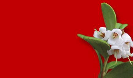 The lingonberry flowers in June July. Its pitcher-shaped corolla is 5 8 mm in length and either white or reddish. The inflorescence is a dense terminal raceme.