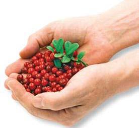 Habitat The lingonberry grows throughout Finland. It is the most common shrub among the types of forest undergrowth found in Finland.