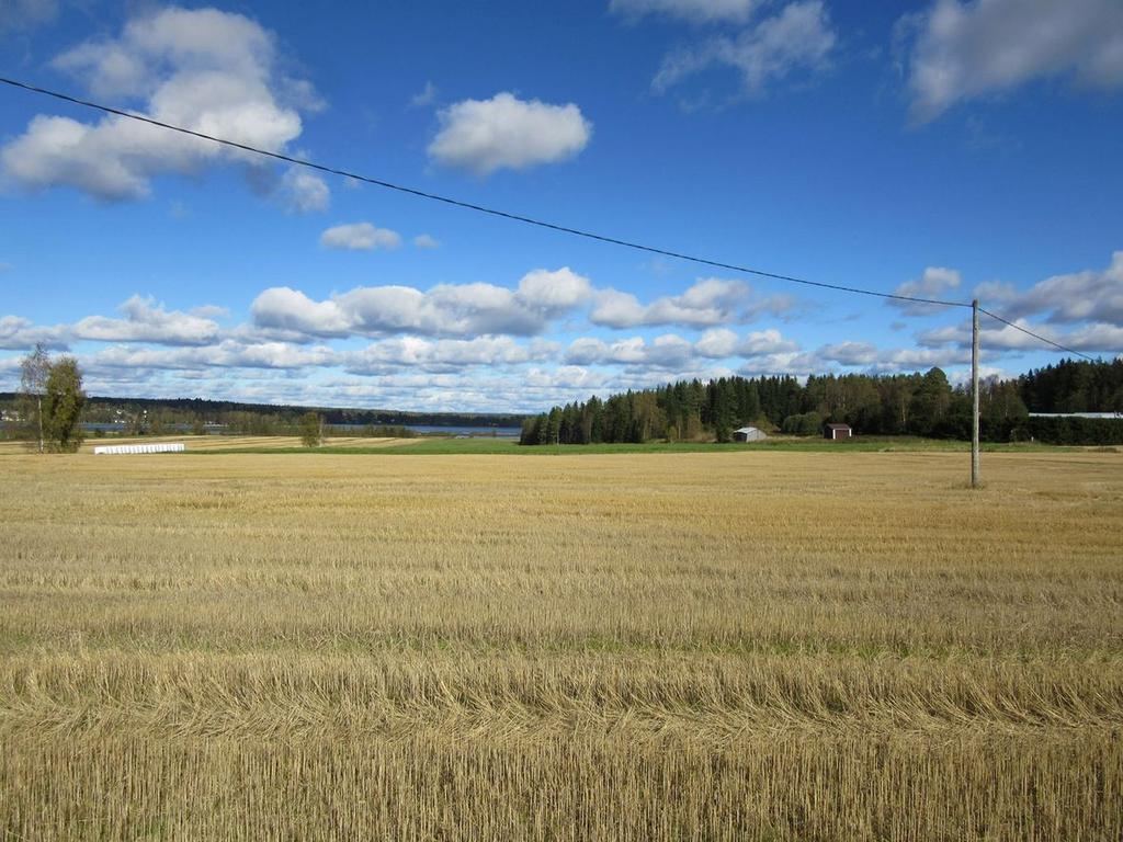 15 Kuva 7. Heikola, asuinpaikka puidun alueen takana metsän reunassa. Kuva pohjoiseen. 2.