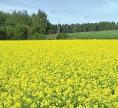 YaraVita Mancozin Hivenlehtilannoite Nurmelle ja viljoille Mangaani, kupari- ja sinkki (330, 110, 84 g/l) Sopii tankkiseokseen lähes kaikkien