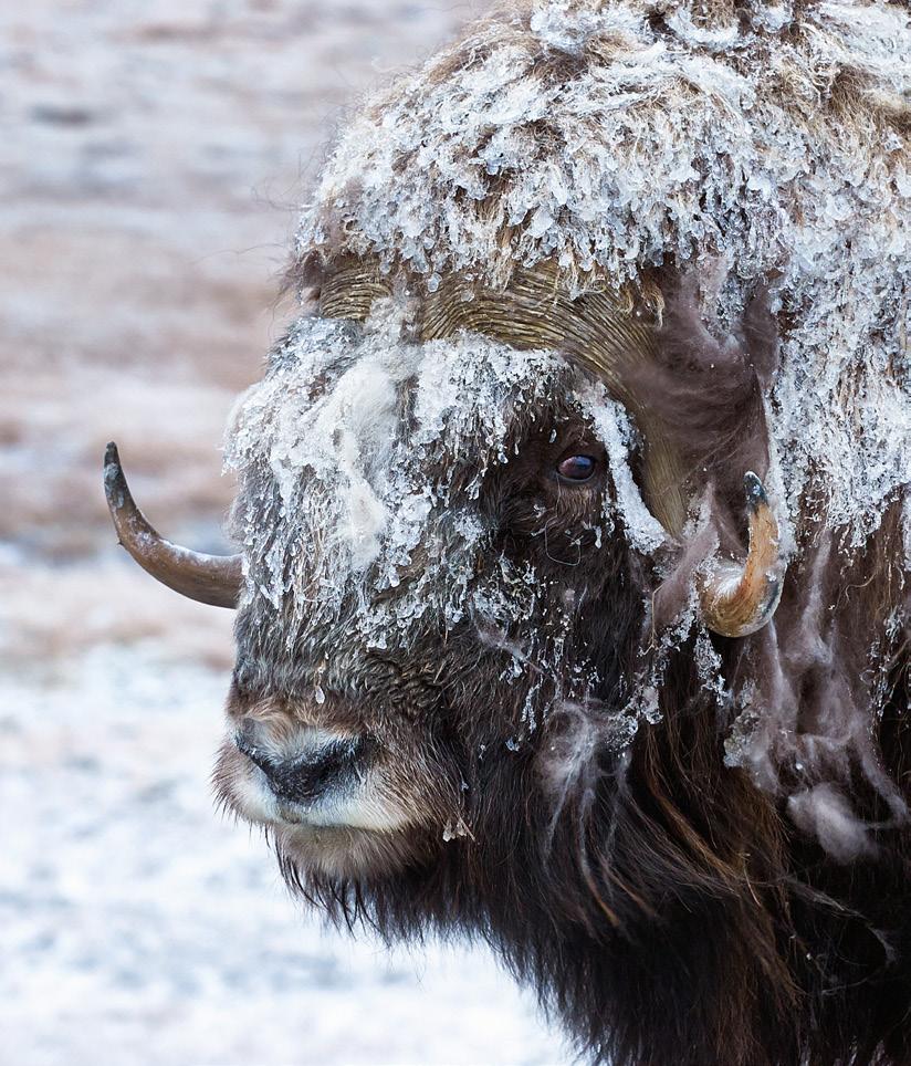 Myskihärkä, Ovibos moschatus MYSKIHÄRKÄ ON SOPEUTUNUT AINUTLAATUISESTI KAIKKEIN ANKARIM- PIIN ARKTISIIN OLOSUHTEISIIN. EI IHME, ETTÄ SE SELVIYTYI HENGISSÄ JÄÄKAUDESTA.