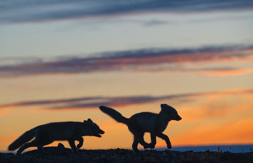 Heinäkuun lopulla naalinpennut ovat jo silmin nähden kasvaneet.