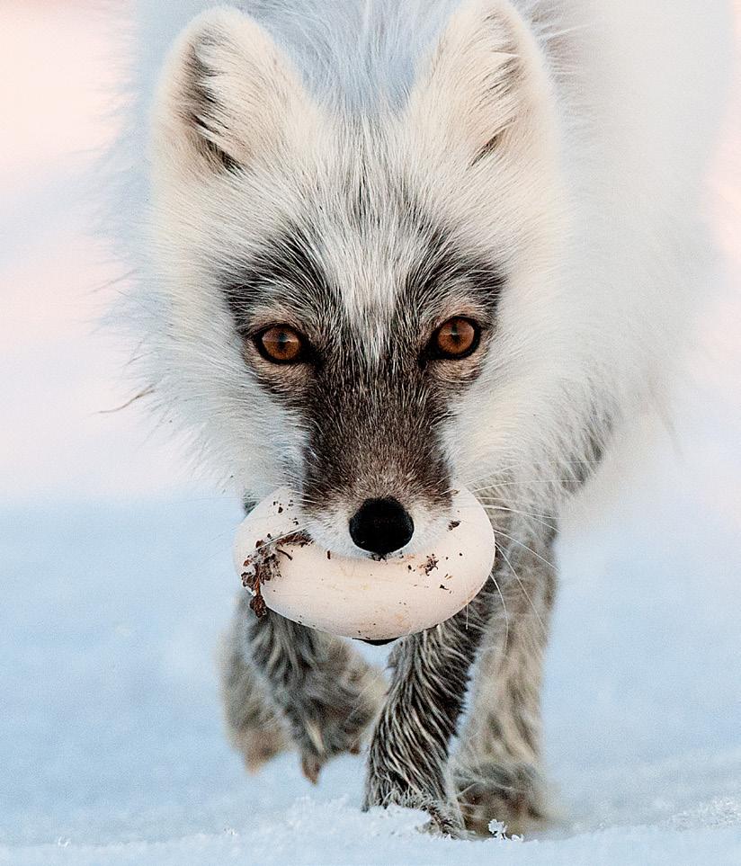 Naali, Vulpes lagopus WRANGELINSAARELLA NAALI VIIHTYY PARHAITEN KORKEILLA PAIKOIL- LA, JOIHIN EI KERÄÄNNY VETTÄ. USEIMMITEN NAALIT SUOSIVAT HIEKKA- TÖYRÄITÄ.