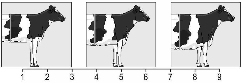 35 Rungon syvyys arvostellaan lehmän oikealta sivulta arvioimalla selän ja vatsanpohjan etäisyyttä toisiinsa viimeisen kylkiluun alkamiskohdasta pystysuoraan (ks. kuvio 3).