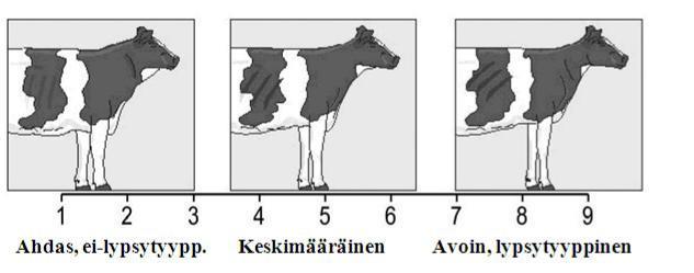 36 Lypsytyyppisyyttä arvostellaan lehmän oikealta sivulta tarkastelemalla viimeisten kylkiluiden leveyttä ja avonaisuutta (ks. kuvio 5).