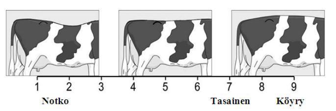 ) Kuvio 5. Lypsytyyppisyys (Lineaarinen rakennearvostelu 2015, 2) Selkälinjaa arvostellaan lehmän sivulta tarkastelemalla sään ja lonkkakyhmyjen väliin jäävää selän muotoa (ks.