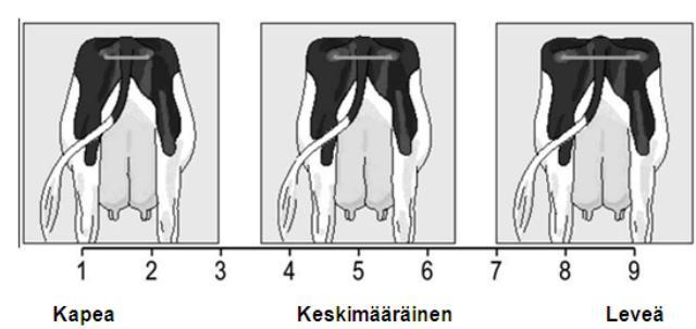 37 Lantionleveys arvostellaan lehmän takaa arvioimalla istuinluiden etäisyyttä toisistaan (ks. kuvio 7).