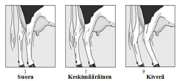 38 5.2.2 Jalat Jalkojen rakennearvosteluun kuuluu Pohjoismaissa viisi ominaisuutta: kinnerkulma, takajalkojen asento takaa, kinnerlaatu, luuston laatu ja sorkkakulma (NAV 2017, 56).