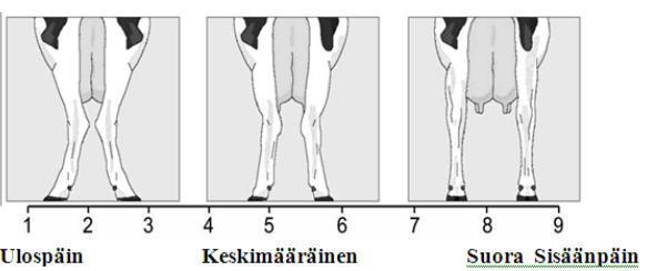 39 Takajalkojen asento takaa arvioidaan lehmän takaa (ks. kuvio 10). Optimi on, että jalat osoittavat suoraan eteenpäin, mikä mahdollistaa lehmän sulavan liikkumisen.