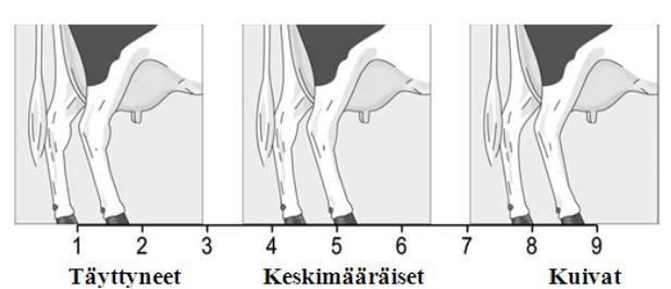 Takajalkojen asento takaa (Lineaarinen rakennearvostelu 2015, 5) Kinnerlaatu arvostellaan lehmän takaa ja sivulta (ks. kuvio 11).