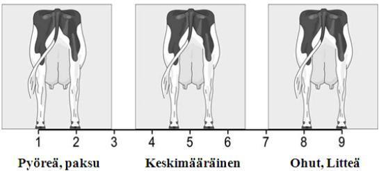 40 Luustonlaatu arvostellaan lehmän takajaloista takaa ja sivulta katsottuna sekä erityisesti kintereestä alaspäin sääriluuta (ks. kuvio 12).