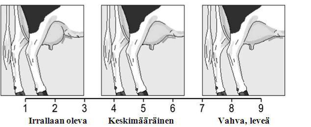 41 Vuohiskulma arvostellaan lehmän sivulta katsoen vuohisluun kulmaa (ks. kuvio 14). Optimi vuohiskulma on 45 astetta, joka on lineaaripisteissä 5. Vuohiskulma vaikuttaa lehmän liikkumiseen. (Mts. 7.