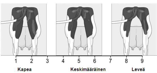 42 Takakiinnityksen leveyttä arvostellaan lehmän takaa arvioimalla utareen kiinnittymisleveyttä runkoon siitä kohtaa, josta utare kiinnittyy reiden sisäpintaan (ks. kuvio 16).