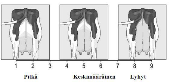 Takakiinnityksen leveys (Lineaarinen rakennearvostelu 2015, 9) Takakiinnityksen korkeutta arvostellaan vertaamalla utarekudoksen alkamiskohtaa kintereiden ja peräluiden väliseen etäisyyteen (ks.