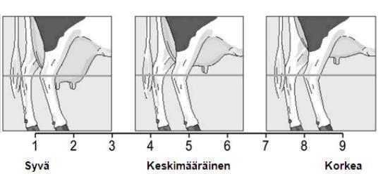 Optimi keskiside on lineaarisessa arvostelussa punaisilla roduilla 9 ja holsteinilla 8. (Mts. 10, 17.) Kuvio 18.