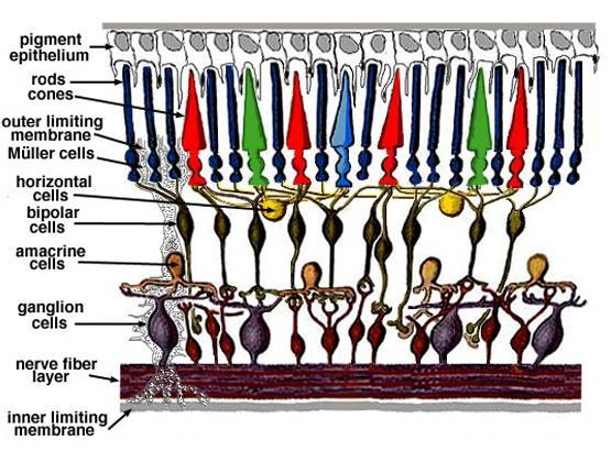 5 Kuvio 2. Verkkokalvon solutyypit. Webvision 2017. Sisemmällä tumakerroksella sijaitsevat bipolaari-, amakriini-, horisontaali- ja Müllerinsolujen soomat.