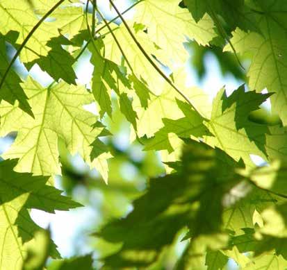 ASUNNOISSA ON TILOHTAINEN VIILENNYS LATTIAN KAUTTA. Parvekkeet: Parvekkeiden avonaiset sivut lasitetaan. Parveketasot betonia.