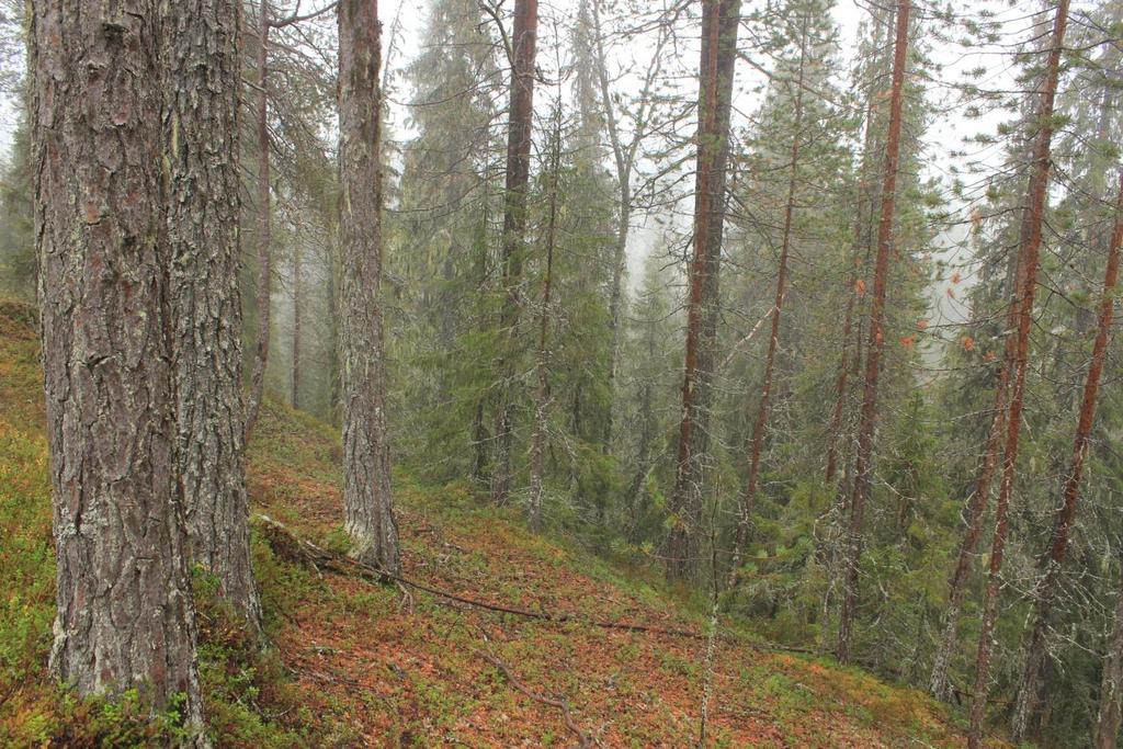 17 Pudasjärvi Suuret, saumamuodostumajaksoihin kuuluvat saumaharjut, laajentumat ja reunamuodostuman tyyppiset muodostumat ovat Pudasjärven alueelle tunnusomaisia.