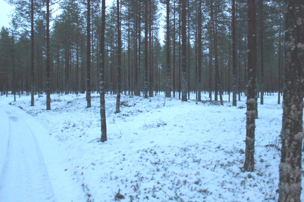 23 Tyrnävä Tyrnävän kunnan koillisreunalla on melko yhtenäisenä vyöhykkeenä Rokuan ja Oulunsalon väliseen muodostumajaksoon kuuluvia laajoja hiekkakankaita ja loivia, laakeita selänteitä.
