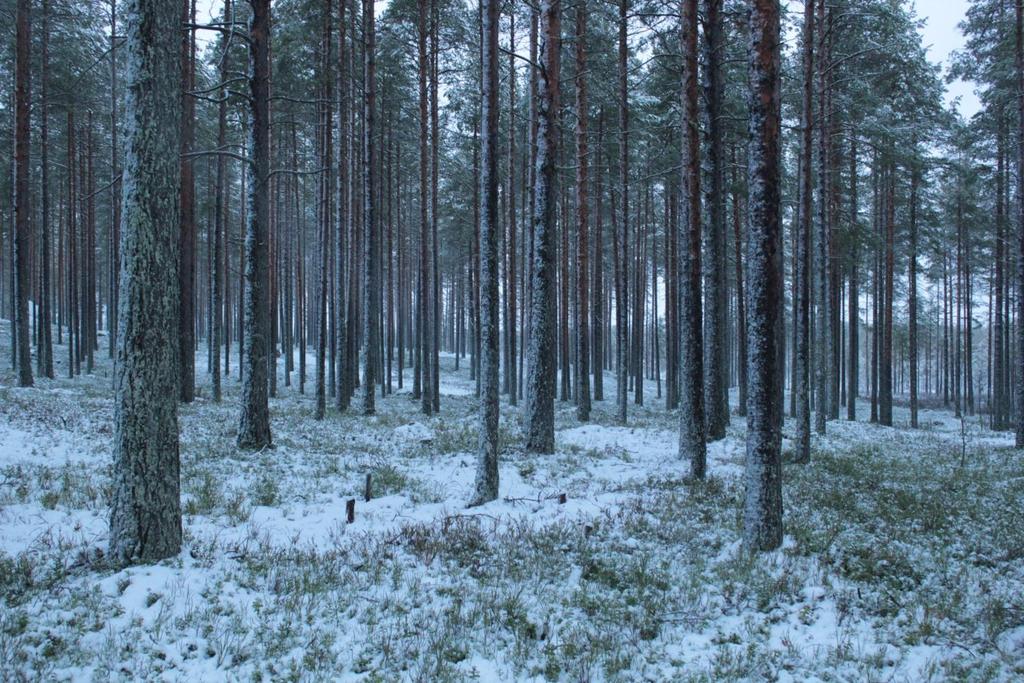 Varsinaisen pohjaveden muodostumisalueen raja sinisellä viivalla ja