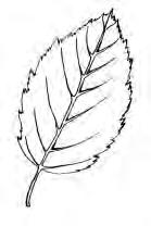 PUUTIETO LIITE 3 KOIVU Rauduskoivu Betula verrucosa Hieskoivu Betula pubescens Tieto: Koivu on suomalaisten kansallispuu, rakastettu ja ihasteltu.