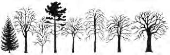 1 Ensimmäinen oppitunti Tarvittava rekvisiitta: laminoidut nimilaput kaulanarulla, vedenpitävä tussi pienet lehti/käpy/kukintonäytteet neljästä eri puusta, kukin puulaji omassa rasiassaan.