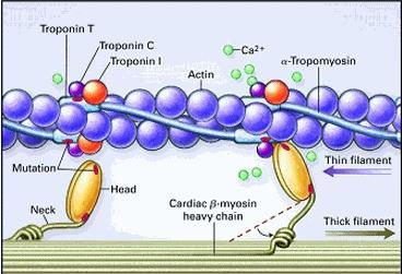 Troponiinit Lihasssolun supistumisesta vastaavan molekyyli-kompleksin osia Pieni määrä vapaana sytoplasmassa (6% TnT, 3% TnI) Sydänperäisten troponiinien (TnI ja TnT)