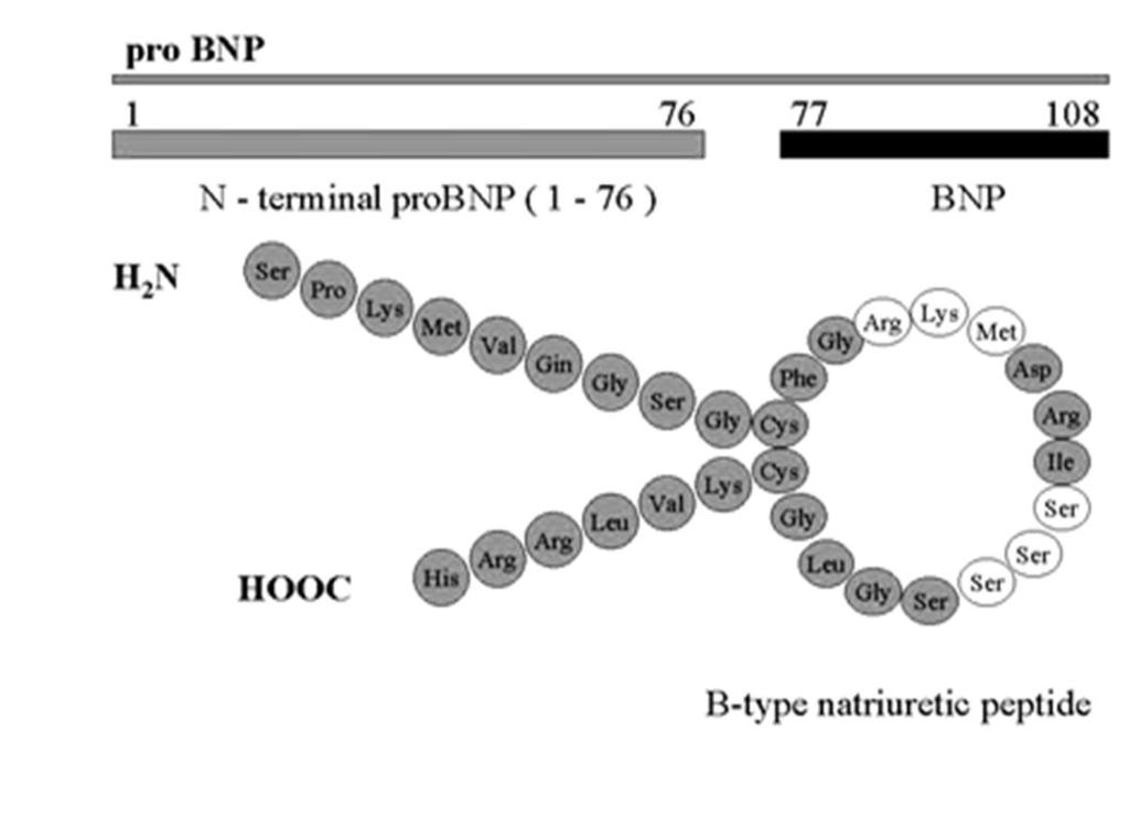 Natriureettiset peptidit Atrial natriuretic peptide (ANP) erittyy sydämen eteispaineen kohotessa Brain natriuretic peptide (BNP) erittyy vasemmasta kammiosta sen toiminnan pettäessä.