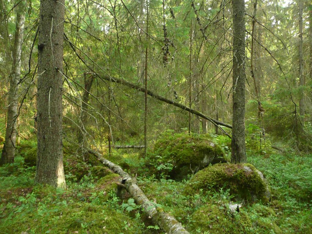 Kuva 1. Långstrandsbergenin metsä on säilynyt huomattavan luonnontilaisena.