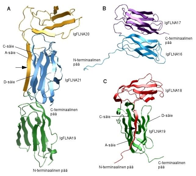 B: IgFLNA16-17 (PDB-koodi 2K7P, Heikkinen ym., 2009). IgFLNA16 on esitetty turkoosilla ja IgFLNA17 violetilla. C: IgFLNA18-19 (PDBkoodi 2K7Q, Heikkinen ym., 2009). IgFLNA18 on esitetty punaisella ja IgFLNA19 vihreällä.