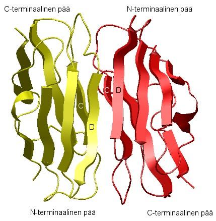 15 Kuva 5. FLNA:n dimerisaatiodomeenin (IgFLNA24)