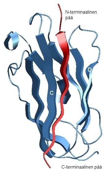 21 FLNA:n domeenin 21 (IgFLNA21) on havaittu olevan pääasiallinen integriinien sitoutumiskohta filamiinissa (Kiema ym., 2006).