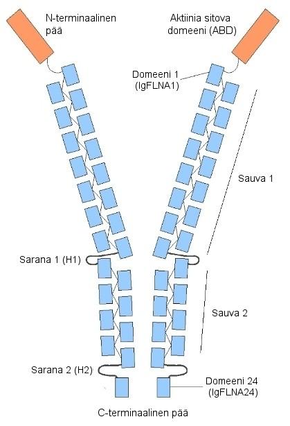 9 muodostavat sauvan muotoon asettuvia vastakkaissuuntaisia β-levyrakenteita (Gorlin ym., 1990; Hock ym., 1990).