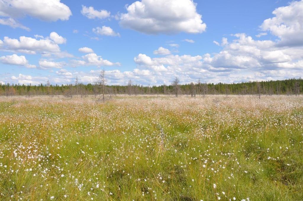 Pintavalutus Ojittamaton pintavalutuskenttä > 0,5 m turvepaksuus Vähän maatunut pintaturve (H1 H3) Vähintään 3,8 % valumaalueesta Kentän tulisi olla mahdollisimman tasainen (suosituskaltevuus 1 %)