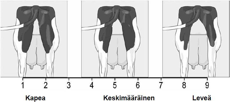 ) Takakiinnityksen leveyttä arvosteltaessa utaretta katsotaan takaapäin siitä kohdasta, jossa takautare kiinnittyy reiden sisäpintaan. Mitä leveämmin se on kiinnittynyt, sitä kestävämpi takautare on.