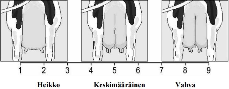 eteen asti. Näin se kannattelee utaretta koko sen mitalta. (Niskanen 2001, 10.) Keskiside on erittäin vahva, kun takavetimien välissä on noin seitsemän senttimetriä syvä vako.