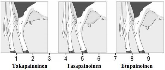 2017.) Tasapainoa arvosteltaessa utaretta katsotaan sivulta ja verrataan etu- ja takaneljännesten tasapainoisuutta toisiinsa nähden. Takaneljännesten matalinta kohtaa verrataan etuvedinten sijaintiin.