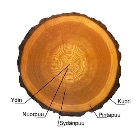 4 Kuva 2. Puun eri kerrokset. [6]. Puun tiheyden kasvaessa kosteuden aiheuttama kutistuminen ja laajeneminen yleensä lisääntyvät. Puun kuivuessa sen lujuusominaisuudet paranevat.