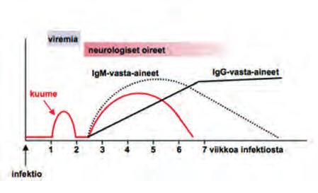 Puutiaisaivokuume: tartunta ja oireet Aikuiset puutiaiset ovat liikkeellä heti kun lämpötila on > 5 C, nymfit > 7 C ja larvat (toukat) > 10 C.