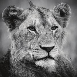 AuAnAI aturday AmmI JAn vk w m W 2 unnunai unday Unelma Anelma Afrikan savannit kutsuvat! odella näyttäviä aukeamakokonaisuuksia, joissa pääosassa Afrikan eläimet.