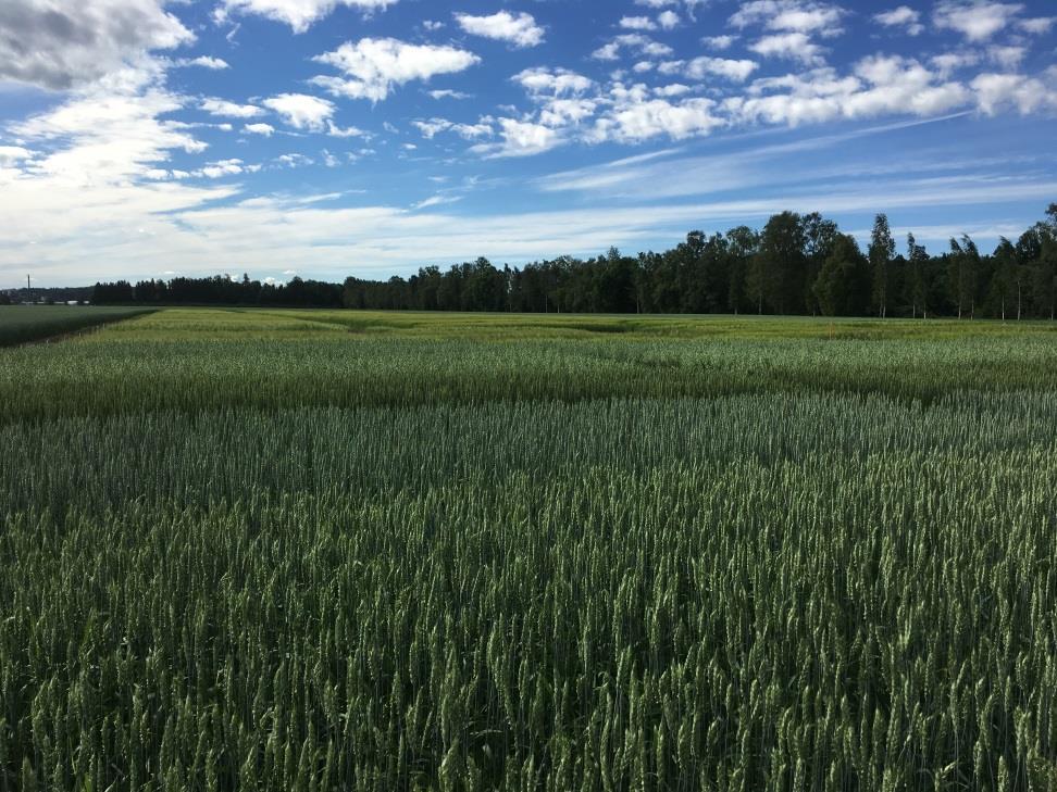 Viljakauppa Monipuolinen palvelutarjonta Oma viljalaboratorio Omat viljan kuivaamot (2 kpl) ja varastot Suorat toimitukset teollisuudelle Kaikki Suomen merkittävimmät myllyt Entsyymiohra