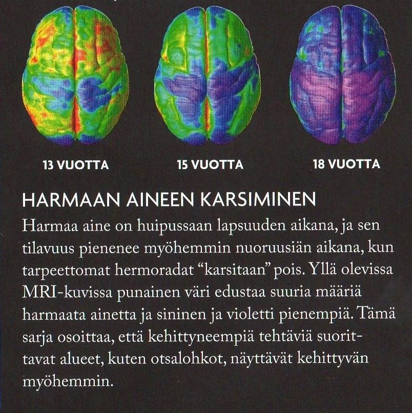 NEURAALIDARWINISMI: Gerald Edelman, 1987 Kehityksen myötä käyttämättömät synapsiyhteydet karsiutuvat ja kertaamisen ja toiminnan kautta vahvistetut