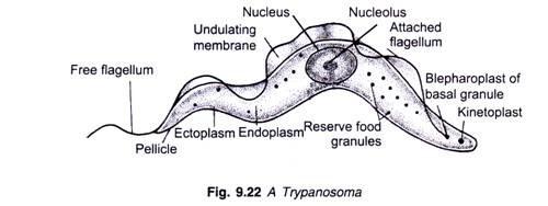 Miltä trypanosoma näyttää?