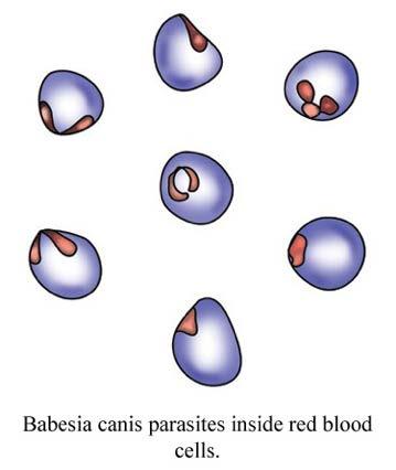 Babesia - diagnostiikka Veren sively- ja